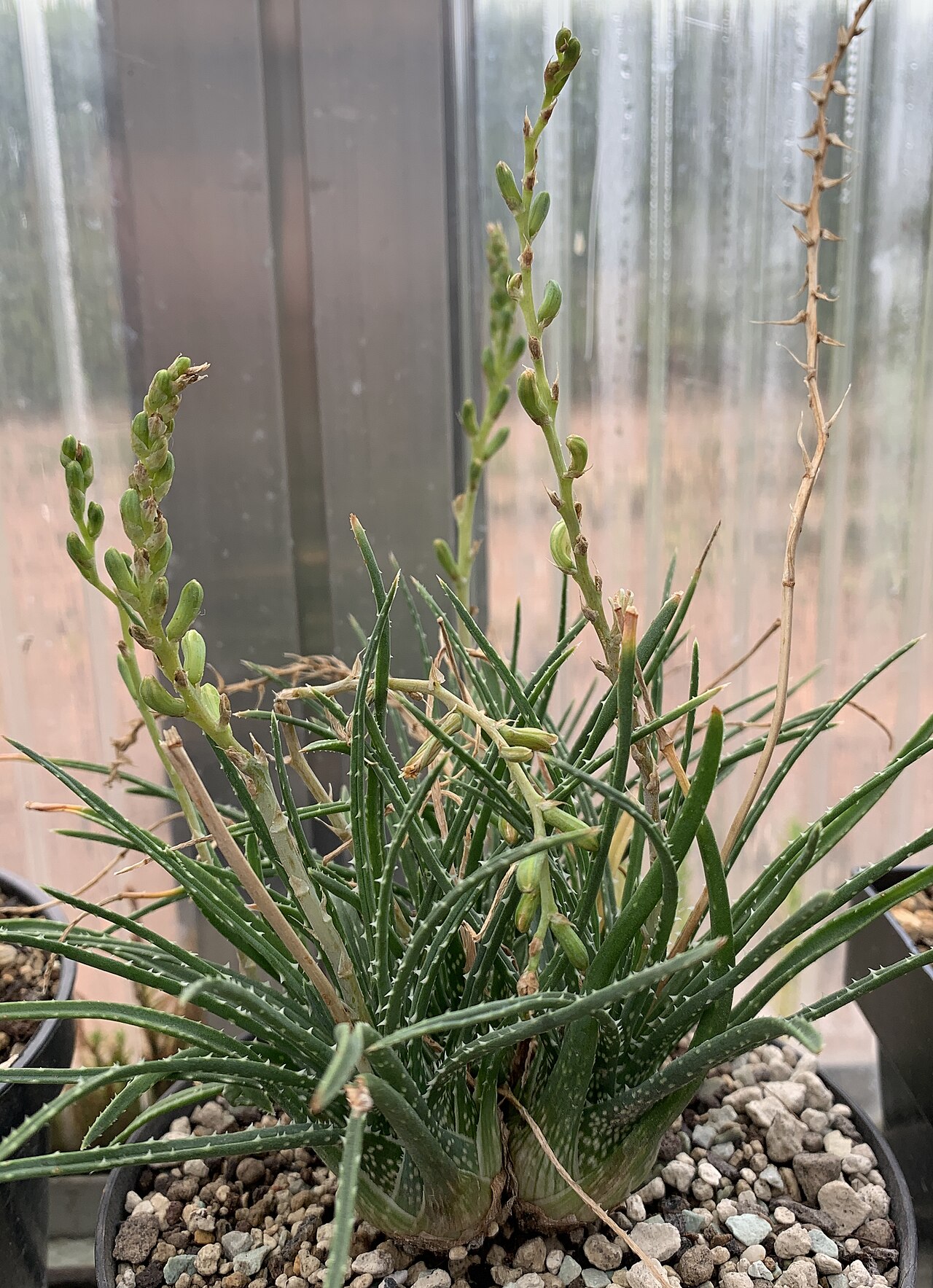Aloe bowiea: Aloe bowiea in Kultur