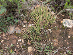 Aloe bowiea (Aloe bowiea)