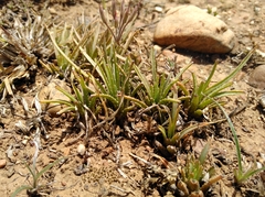 Aloe bowiea (Aloe bowiea)