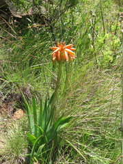 Aloe boylei (Aloe boylei)