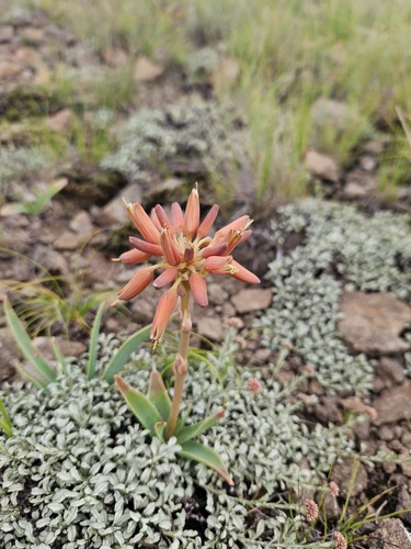 Aloe boylei (Aloe boylei)