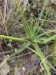 Aloe boylei (Aloe boylei)