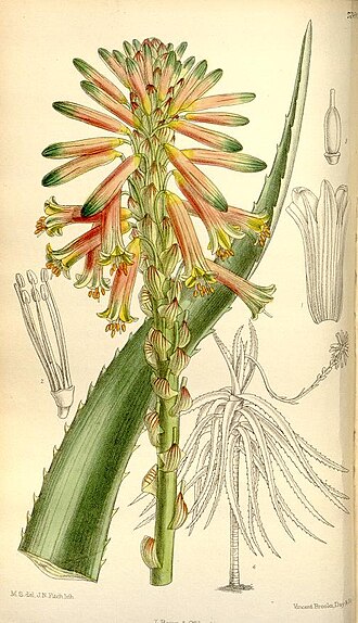 Aloe brachystachys: colored illustration