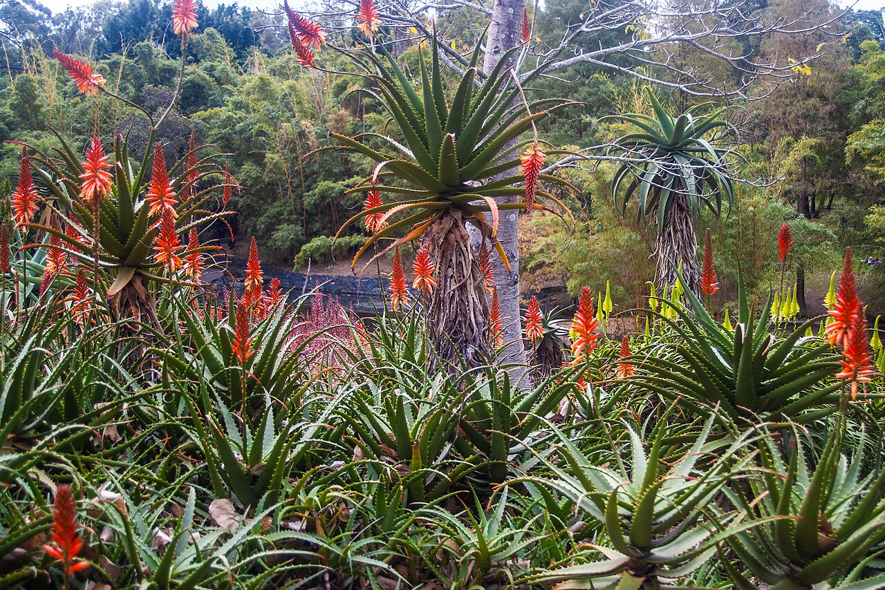 Aloe branddraaiensis: The Arid Zone Garden is a popular feature at Brisbane Botanic Gardens, Mount Coot-tha .
