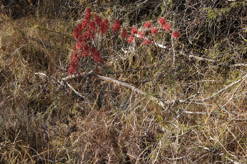 Aloe branddraaiensis (Aloe branddraaiensis)