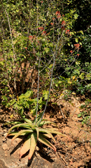Aloe branddraaiensis (Aloe branddraaiensis)