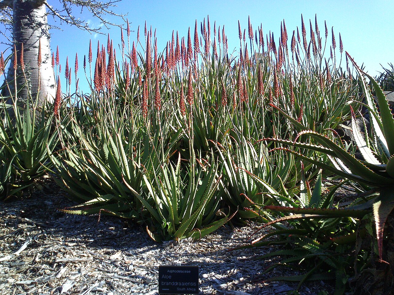 Aloe branddraaiensis: Aloe branddraaiensis, Mt Coottha Botanical Gardens, Brisbane, Australia