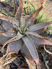 Aloe branddraaiensis (Aloe branddraaiensis)