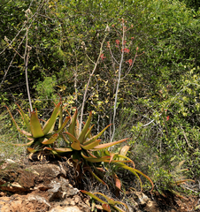 Aloe branddraaiensis (Aloe branddraaiensis)