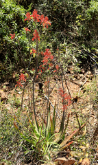 Aloe branddraaiensis (Aloe branddraaiensis)