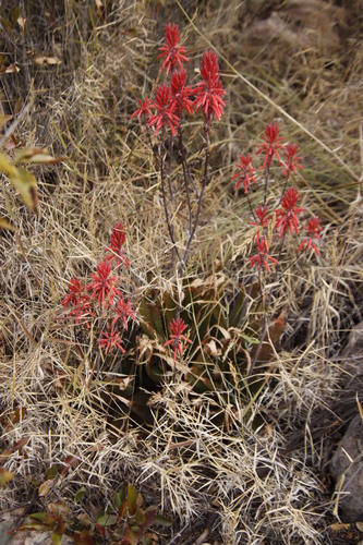 Aloe branddraaiensis (Aloe branddraaiensis)