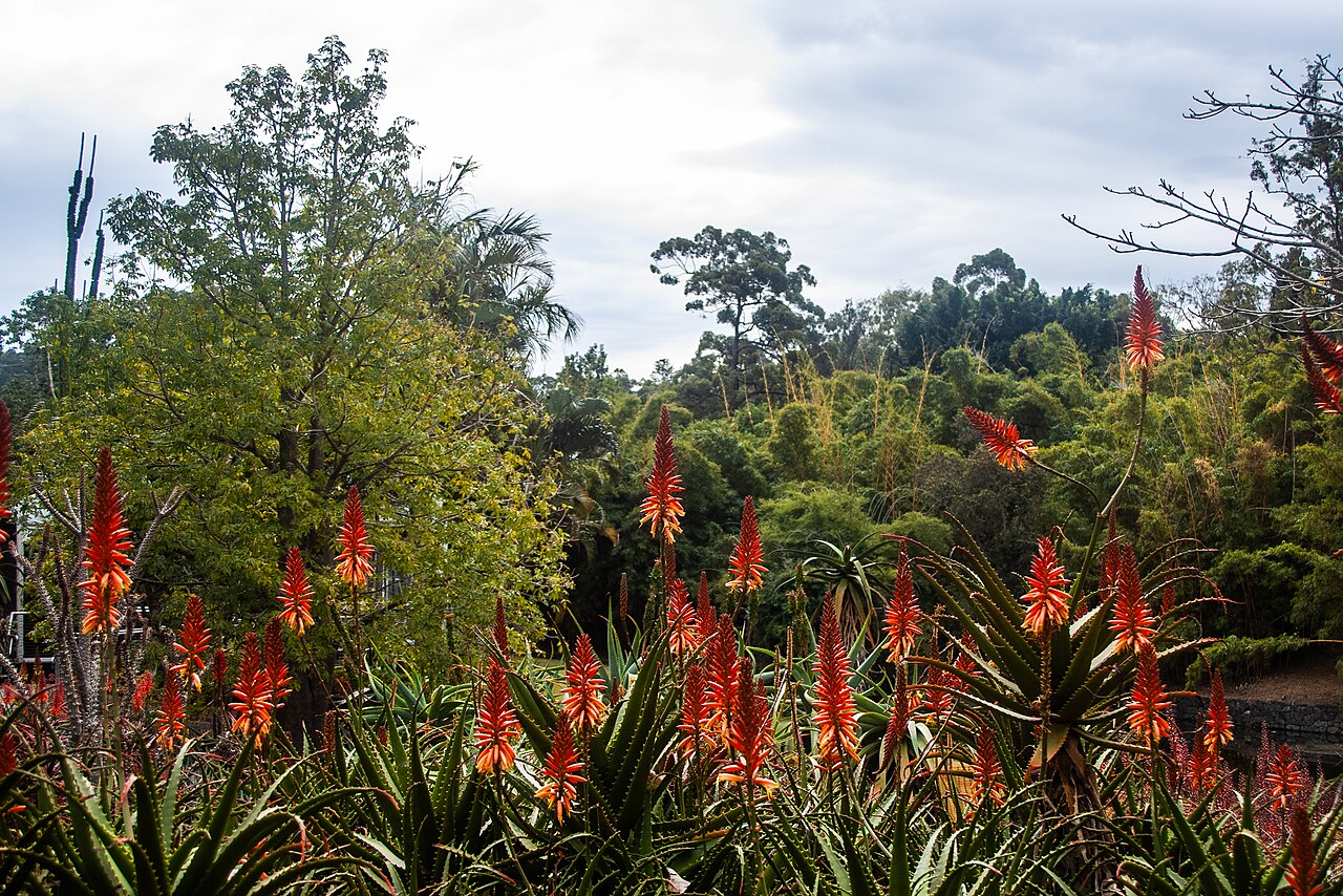 Aloe branddraaiensis: The Arid Zone Garden is a popular feature at Brisbane Botanic Gardens, Mount Coot-tha .