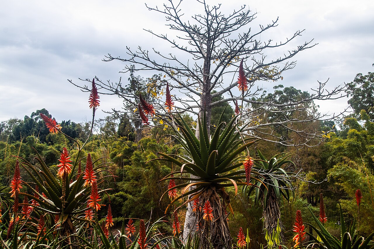 Aloe branddraaiensis: The Arid Zone Garden is a popular feature at Brisbane Botanic Gardens, Mount Coot-tha .