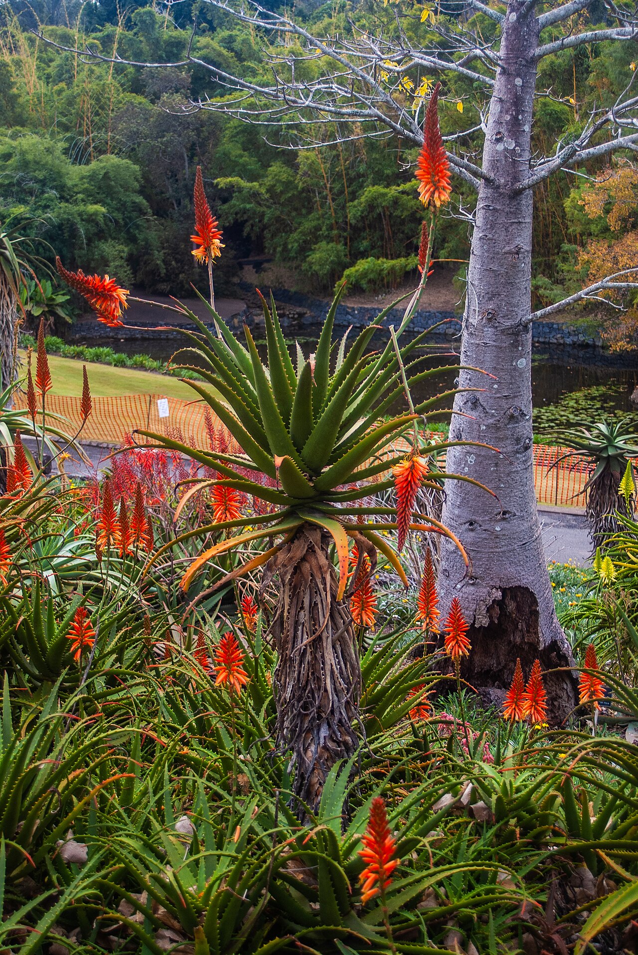 Aloe branddraaiensis: The Arid Zone Garden is a popular feature at Brisbane Botanic Gardens, Mount Coot-tha .