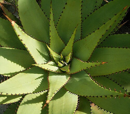 Aloe broomii: Aloe broomii