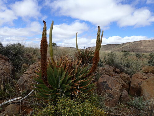 Aloe broomii (Aloe broomii)