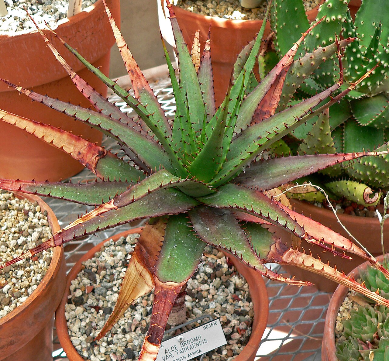 Aloe broomii: Aloe broomii var. tarkaensis at the University of California Botanical Garden , Berkeley, California