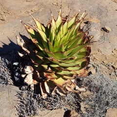 Aloe broomii (Aloe broomii)