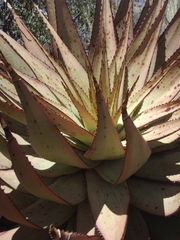 Aloe broomii (Aloe broomii)