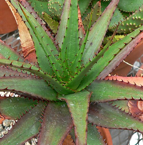 Aloe broomii: Aloe broomii var. tarkaensis at the University of California Botanical Garden , Berkeley, California