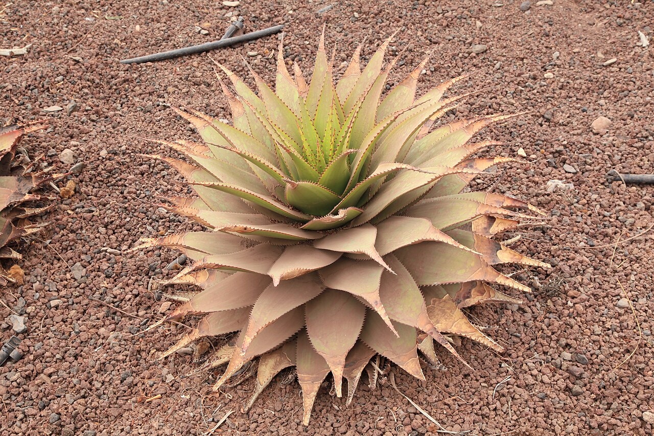 Aloe broomii: Aloe broomii in the Oasis Park in La Lajita, Pájara , Fuerteventura, Canary Islands