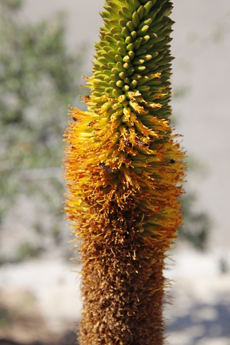 Aloe broomii (Aloe broomii)