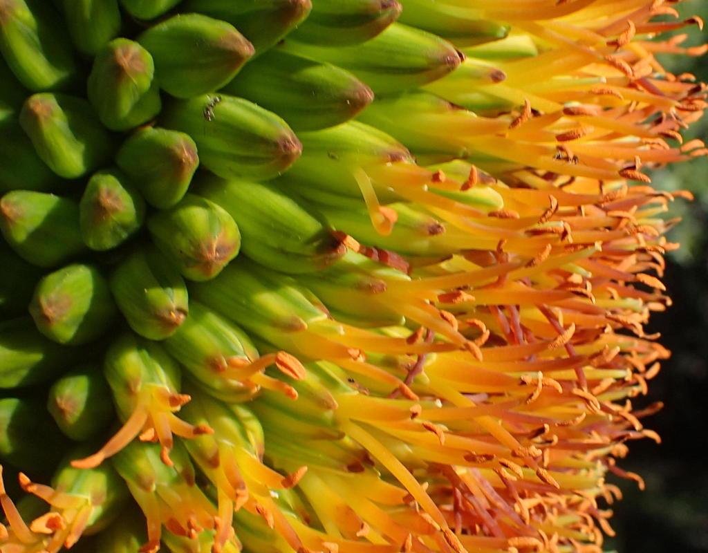 Aloe broomii (Aloe broomii)