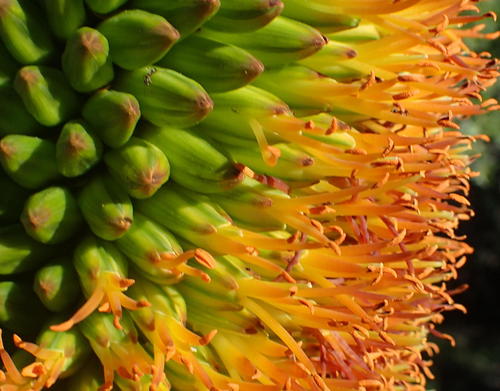Aloe broomii (Aloe broomii)