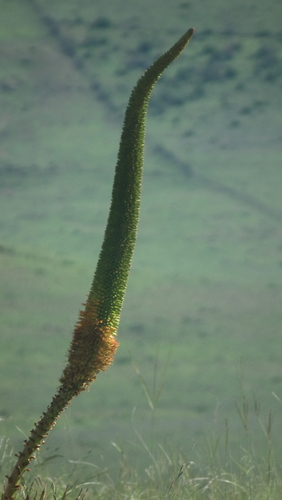 Aloe broomii (Aloe broomii)