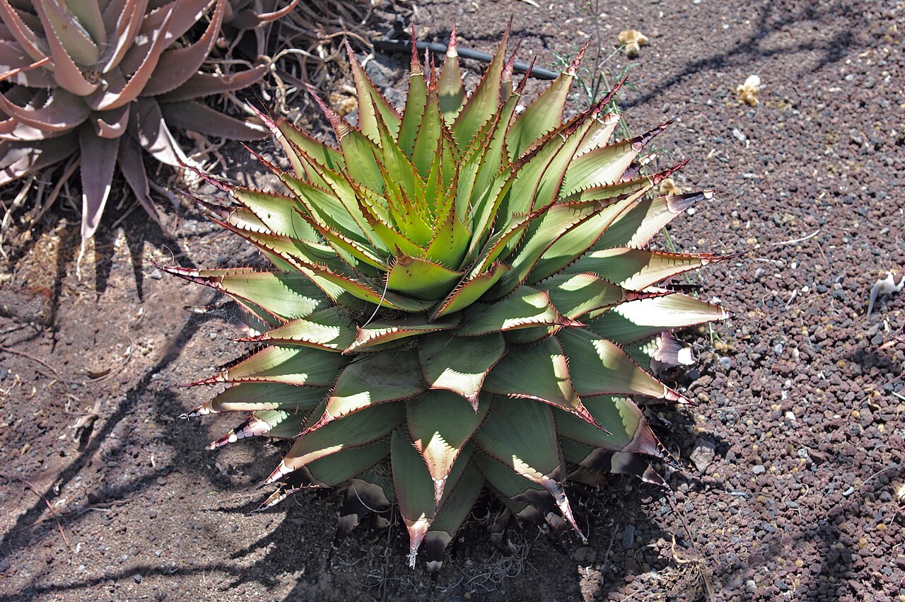 Aloe broomii: Aloe broomii at the Oasis Park Fuerteventura
