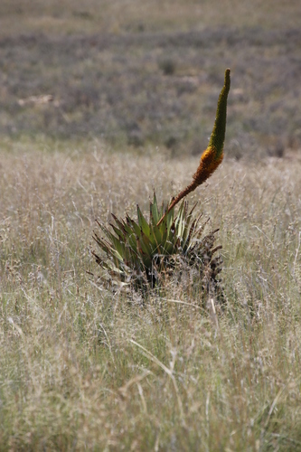 Aloe broomii (Aloe broomii)