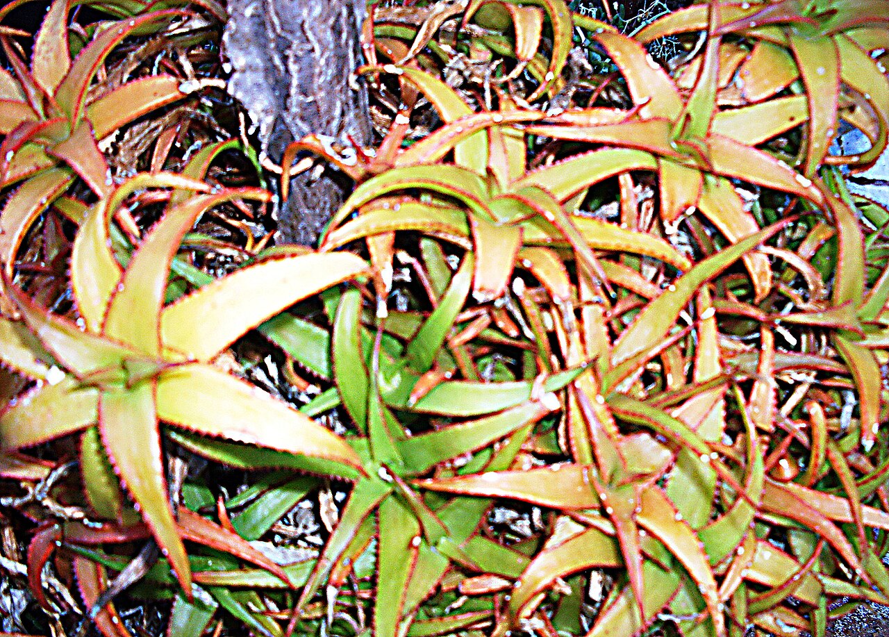 Aloe bruynsii: Aloe bruynsii of Madagascar.