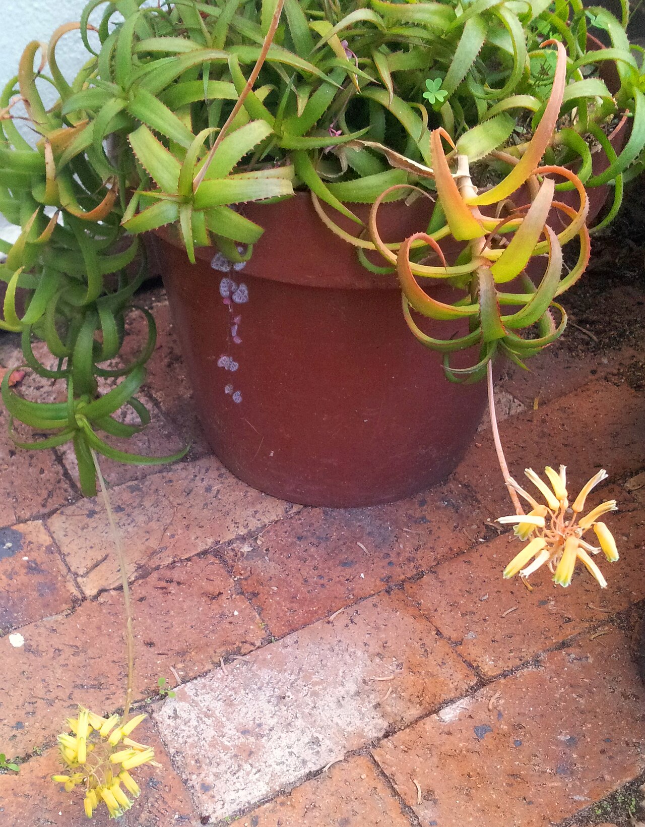 Aloe bruynsii: Aloe bruynsii from Madagascar in cultivation in Cape Town