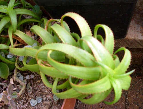 Aloe bruynsii: Aloe bruynsii of Madagascar.