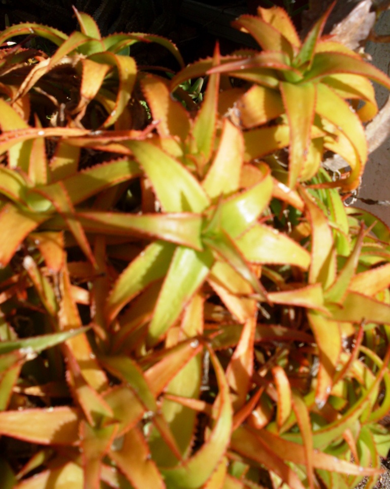 Aloe bruynsii: Aloe bruynsii of Madagascar.
