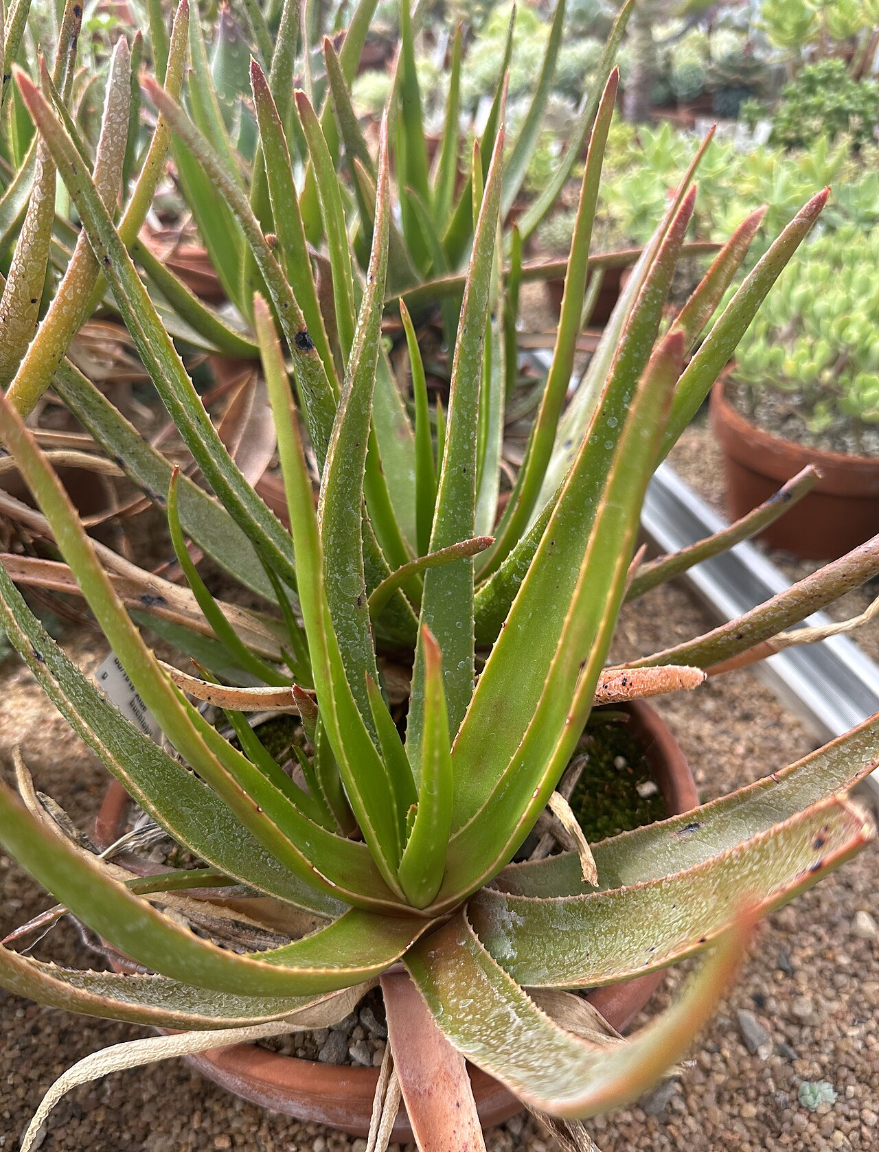 Aloe buchlohii: Aloe buchlohii im Botanischen Garten München