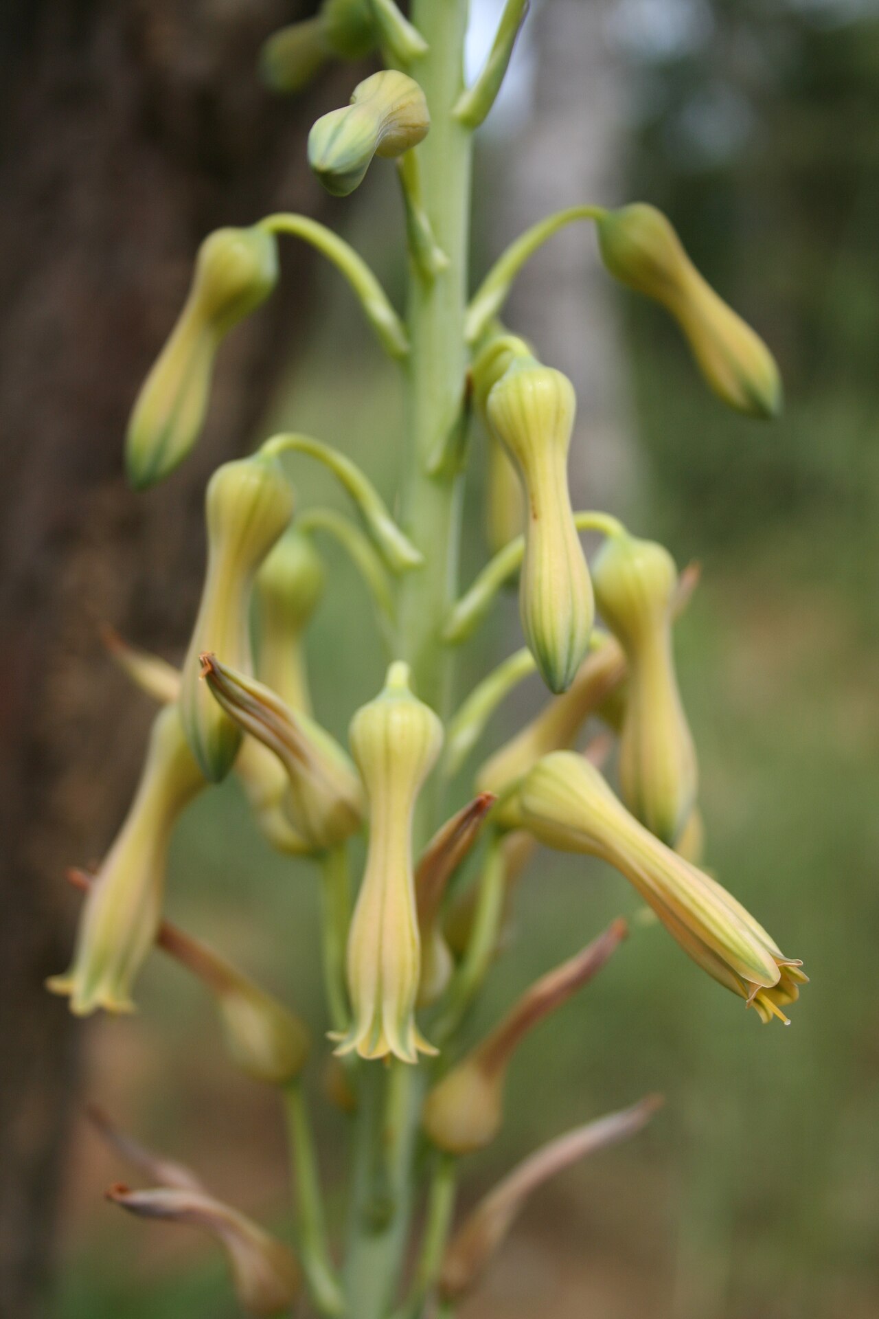 Aloe buettneri: Inflorescence of Aloe buettneri , Foret Classee des Sources du Mouhoun, SW Burkina Faso