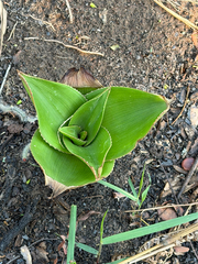 Aloe buettneri (Aloe buettneri)