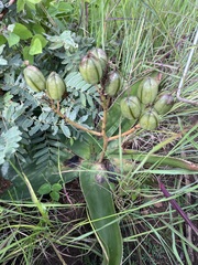 Aloe buettneri (Aloe buettneri)