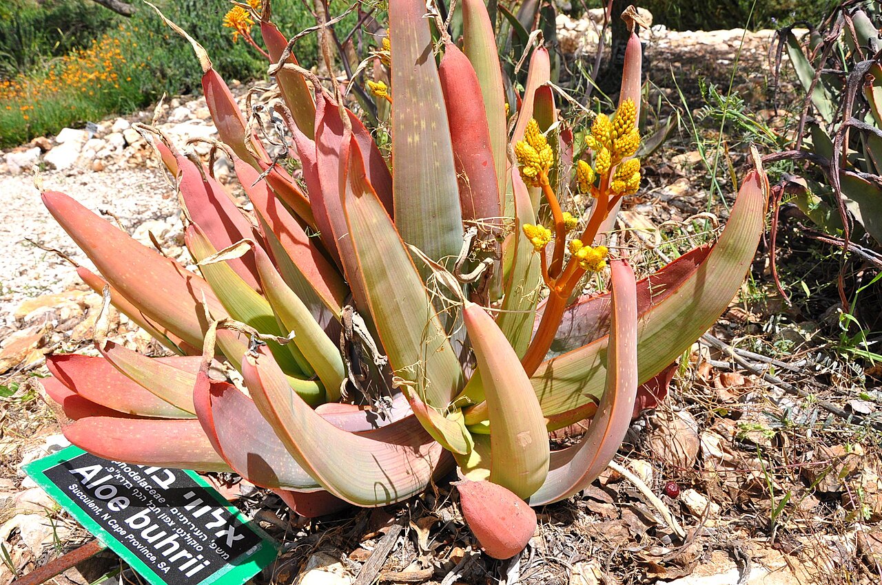 Aloe buhrii: Taken in Jerusalem