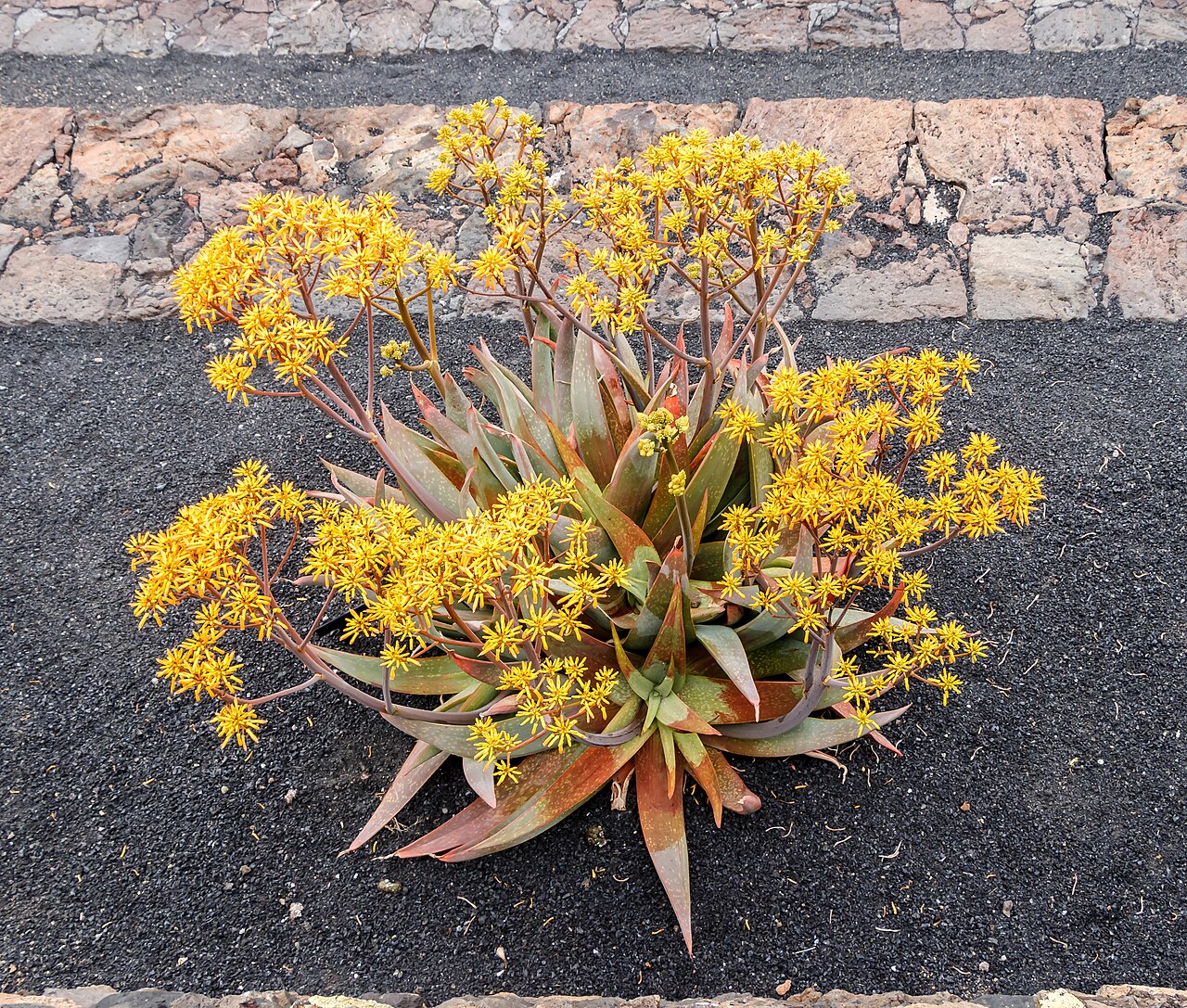 Aloe buhrii: Aloe buhrii Lavranos ; habitus; Jardin de Cactus, Guatiza , Lanzarote , Canary Islands , Spain .