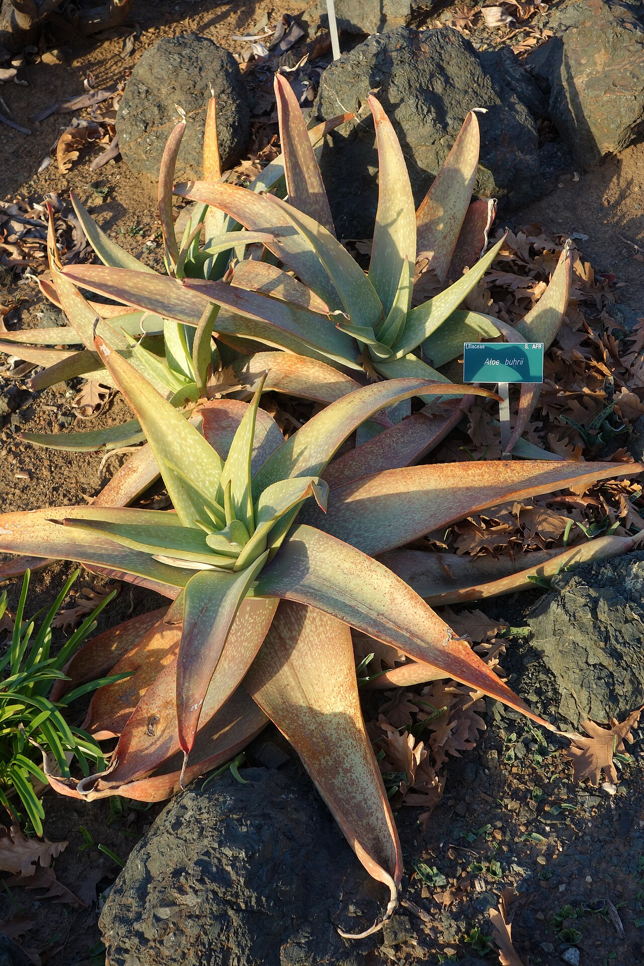 Aloe buhrii: Botanical specimen in the San Luis Obispo Botanical Garden - in El Chorro Regional Park, San Luis Obispo, California, USA.