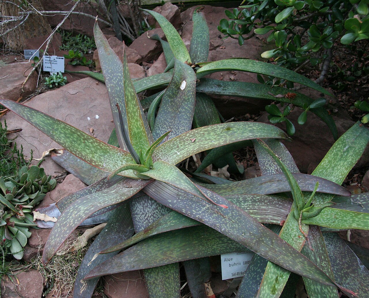 Aloe buhrii: Aloe buhrii im Botanischen Garten Köln