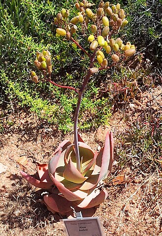 Aloe buhrii: Aloe buhrii with seed pods - Karoo Desert National Botanical Garden - Worcester RSA
