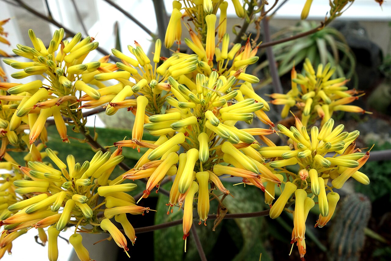Aloe buhrii: Specimen in the Winter Garden Glasshouse, Dunedin, New Zealand.