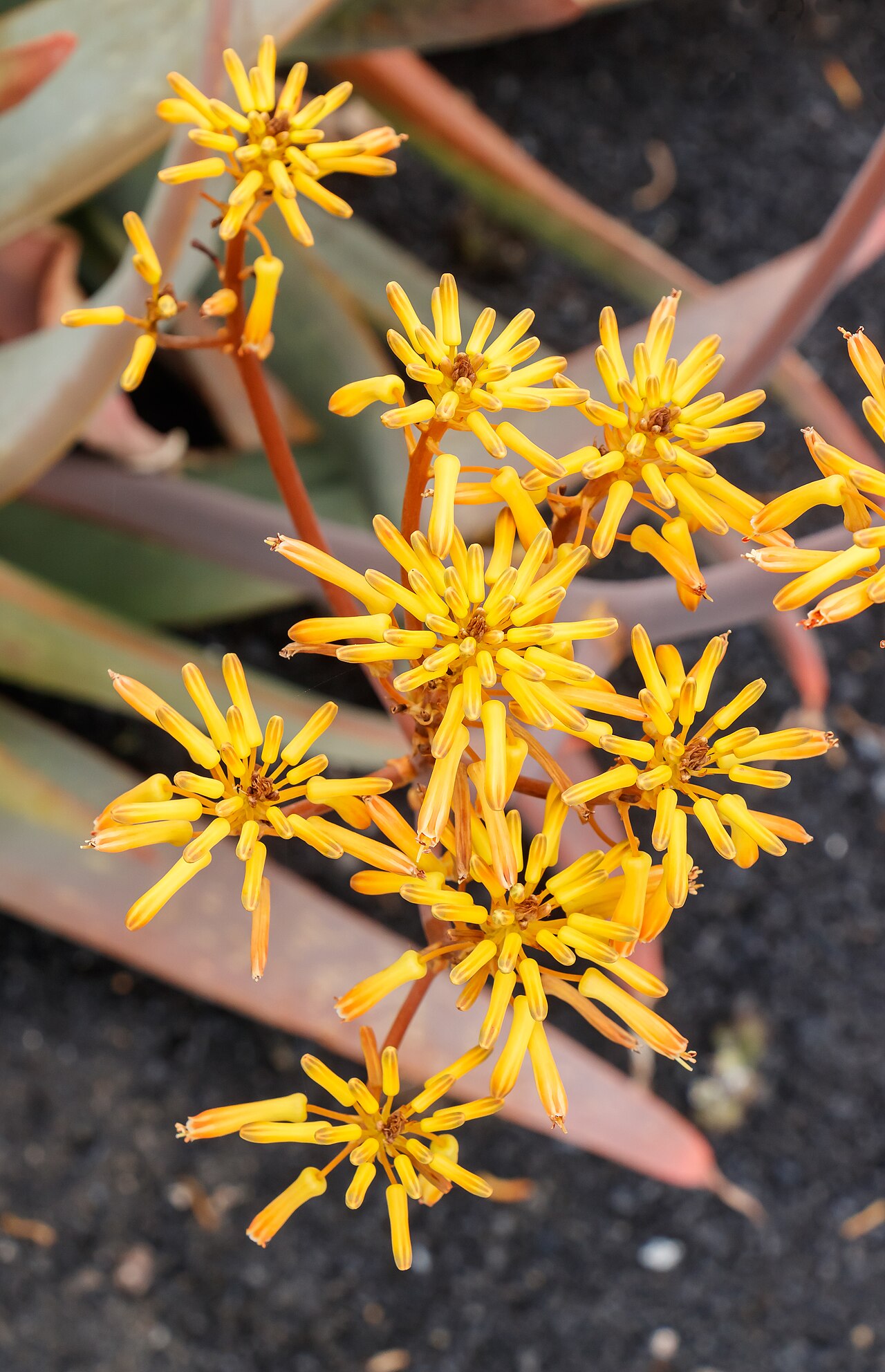 Aloe buhrii: Aloe buhrii Lavranos ; inflorescences; Jardin de Cactus, Guatiza , Lanzarote , Canary Islands , Spain .