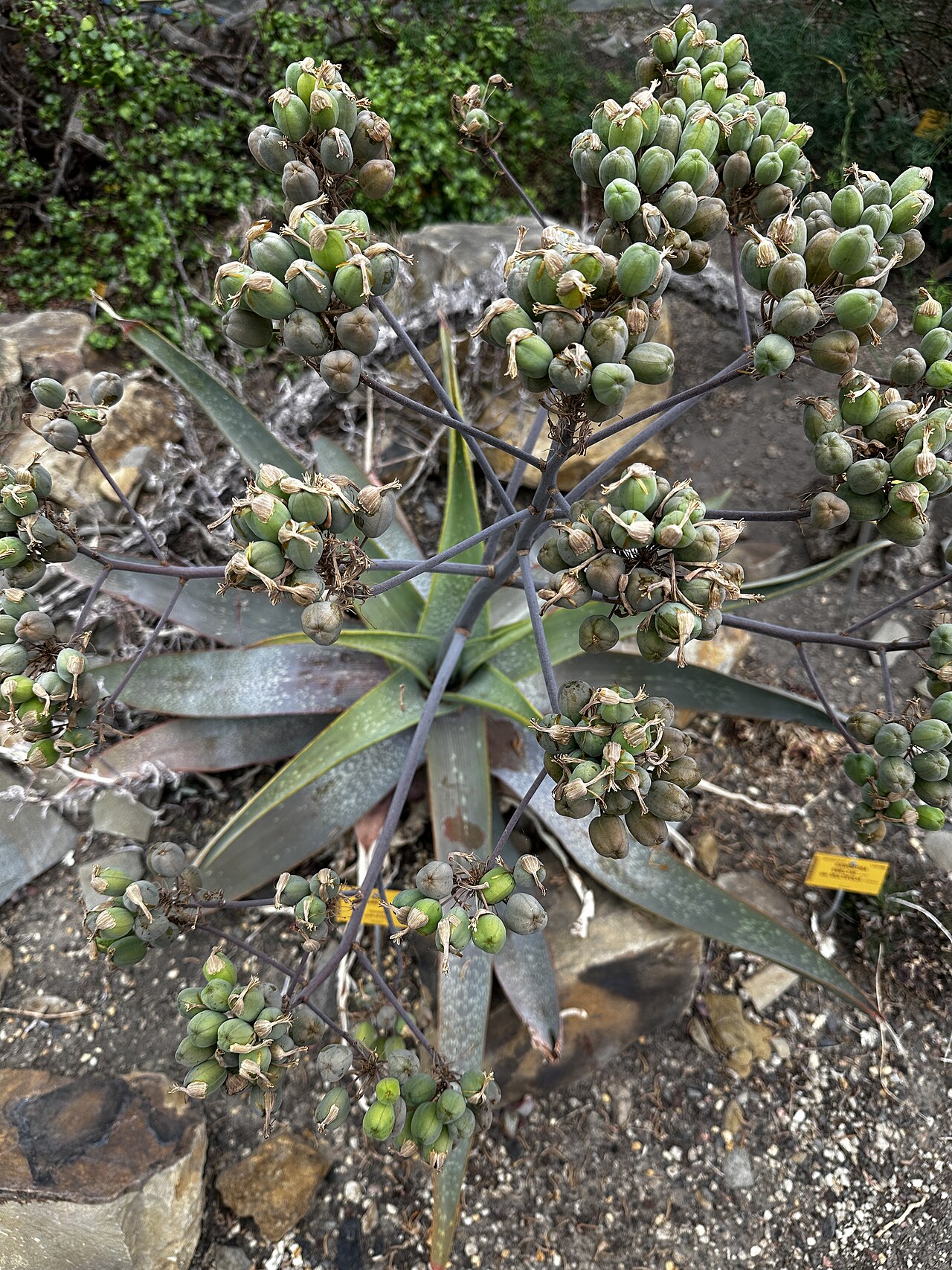 Aloe buhrii: Aloe buhrii mit Früchten im Botanischen Garten Meise, Belgien