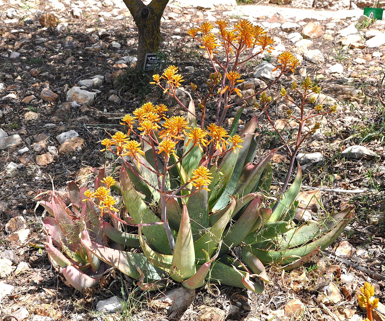 Aloe buhrii: Taken in Jerusalem