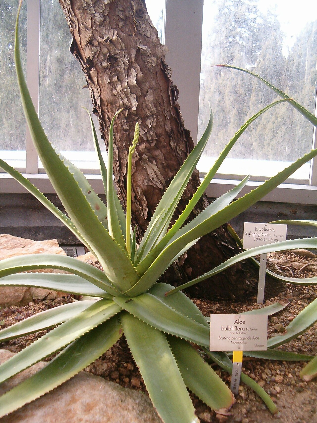 Aloe bulbillifera: Location: Botanical Gardens Berlin Dahlem Xerophyt