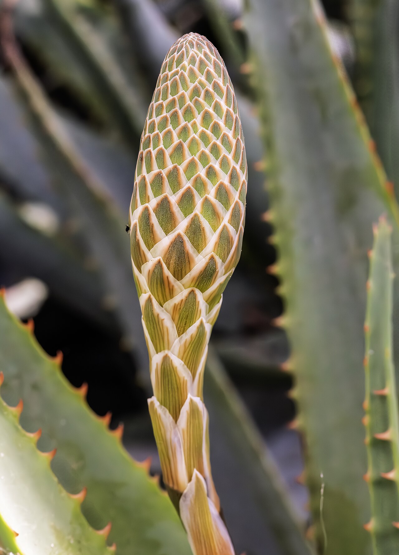 Aloe bulbillifera: Aloe bulbillifera - immature inflorescence.
